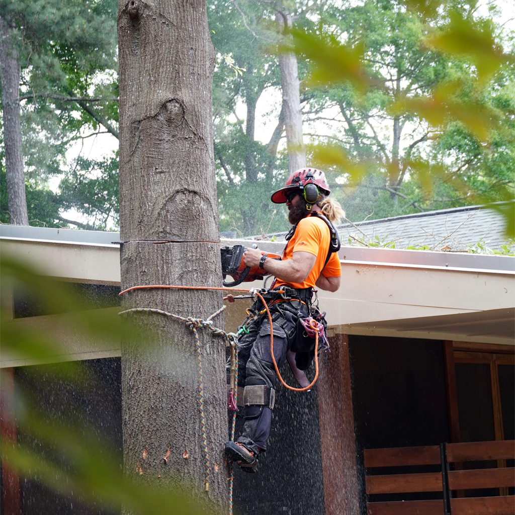 New Urban Forestry Tree  Removal