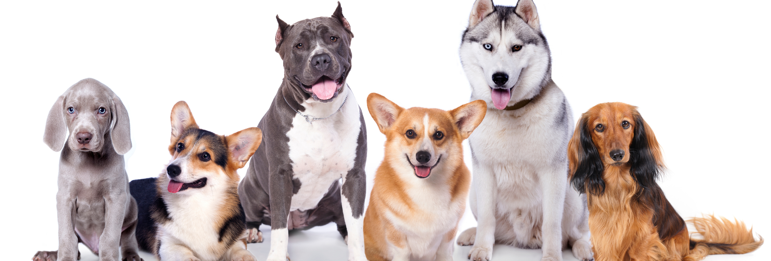 group of dogs